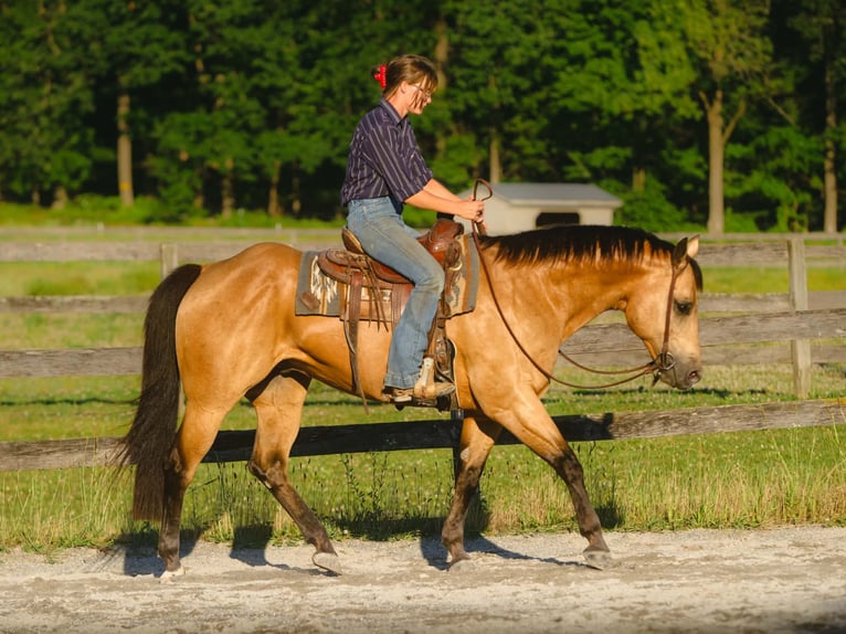 American Quarter Horse Wallach 8 Jahre Buckskin in New Holland