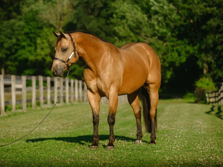 American Quarter Horse Wallach 8 Jahre Buckskin in New Holland