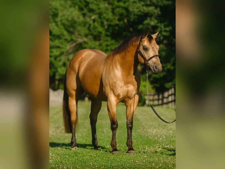 American Quarter Horse Wallach 8 Jahre Buckskin in New Holland