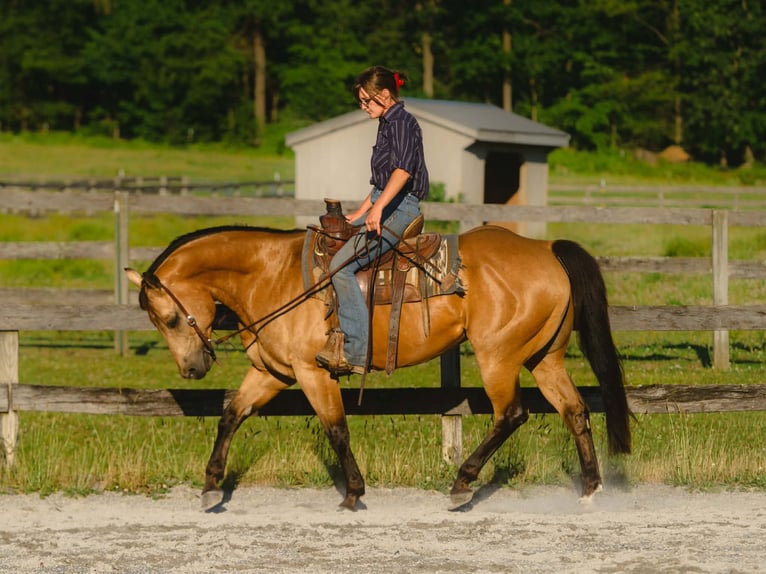 American Quarter Horse Wallach 8 Jahre Buckskin in New Holland