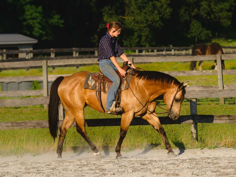 American Quarter Horse Wallach 8 Jahre Buckskin in New Holland