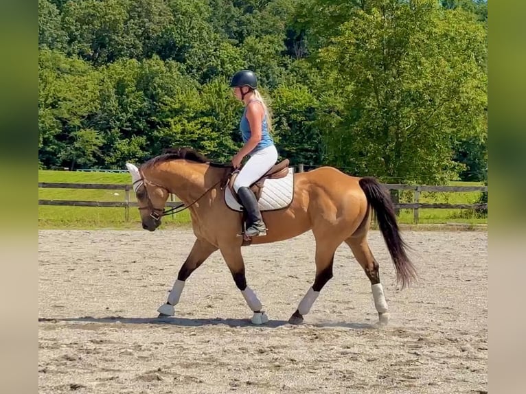 American Quarter Horse Wallach 8 Jahre Buckskin in New Holland