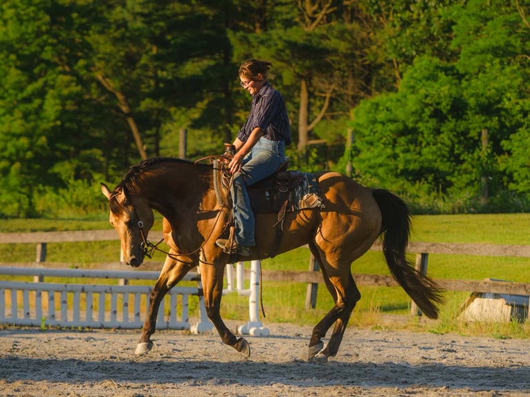 American Quarter Horse Wallach 8 Jahre Buckskin in New Holland