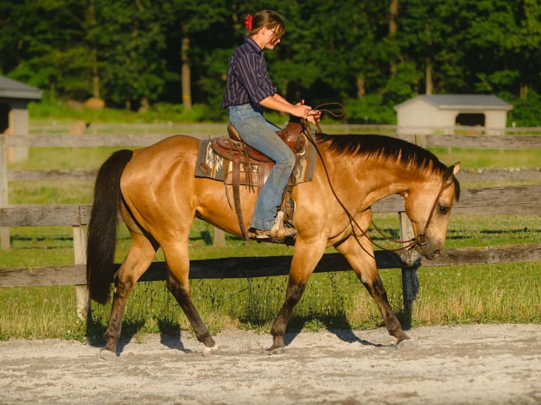American Quarter Horse Wallach 8 Jahre Buckskin in New Holland