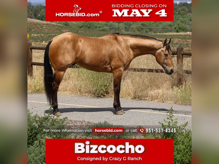 American Quarter Horse Wallach 8 Jahre Buckskin in Norco