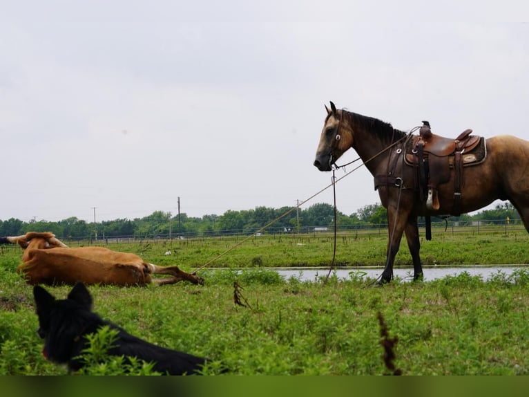 American Quarter Horse Wallach 8 Jahre Buckskin in Kaufman, TX