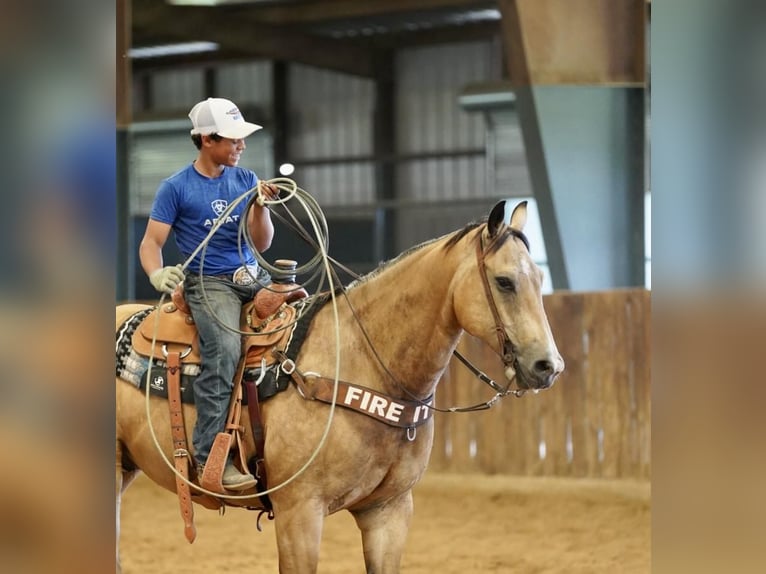 American Quarter Horse Wallach 8 Jahre Buckskin in Kaufman, TX
