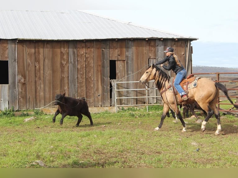 American Quarter Horse Wallach 8 Jahre Buckskin in Waterford, CA