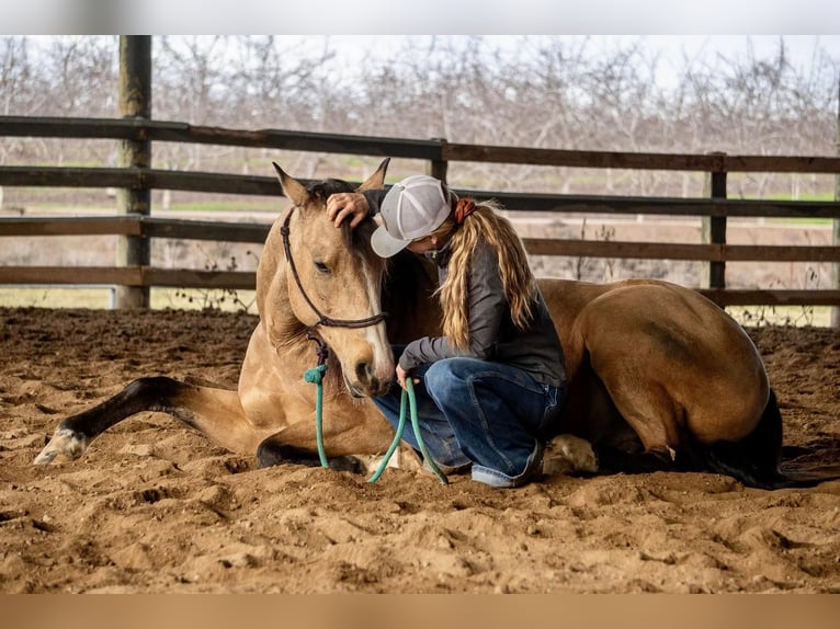 American Quarter Horse Wallach 8 Jahre Buckskin in Waterford, CA