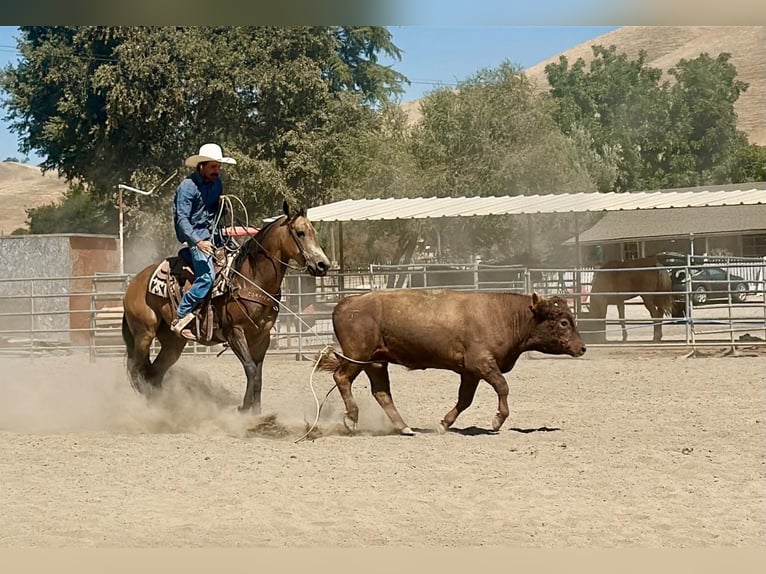 American Quarter Horse Wallach 8 Jahre Buckskin in Tres Pinos