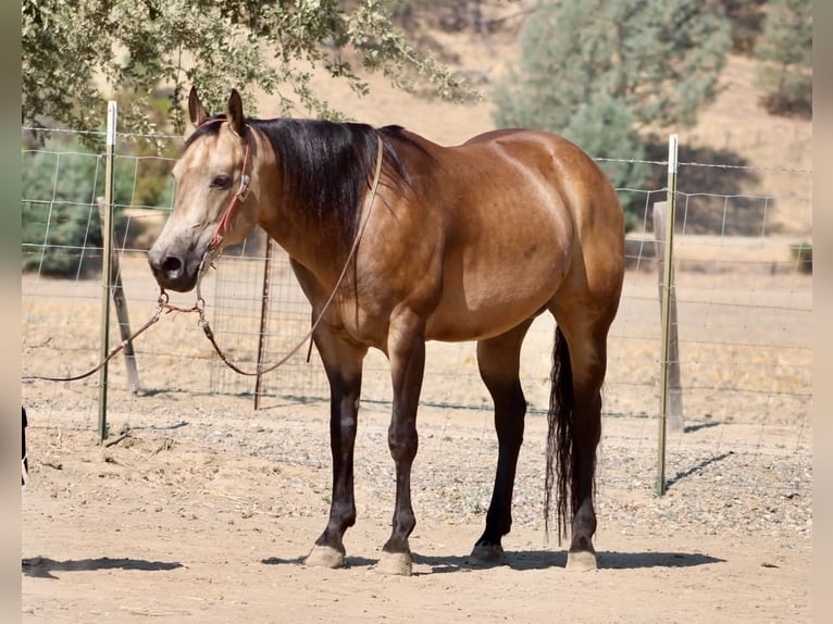 American Quarter Horse Wallach 8 Jahre Buckskin in Tres Pinos