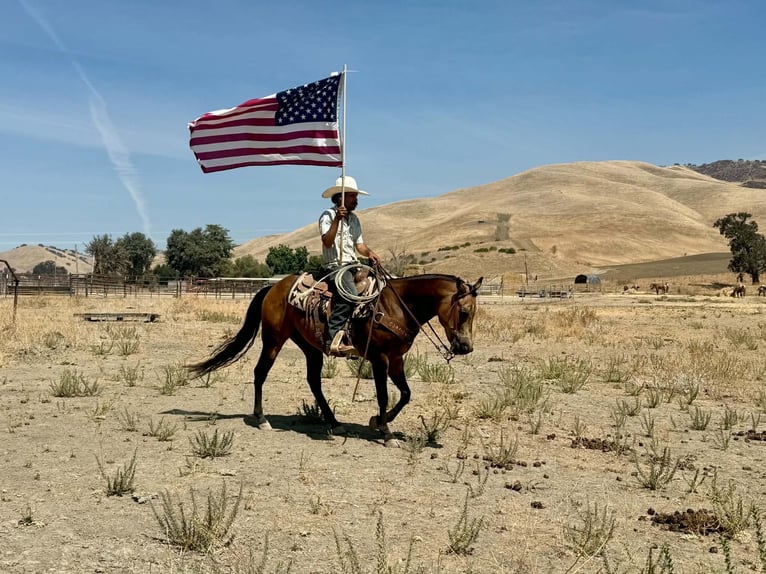 American Quarter Horse Wallach 8 Jahre Buckskin in Tres Pinos