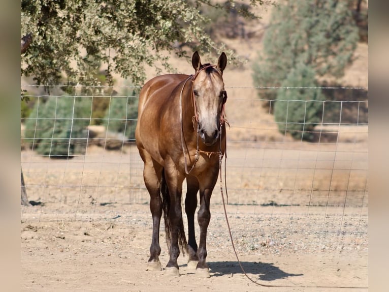 American Quarter Horse Wallach 8 Jahre Buckskin in Tres Pinos