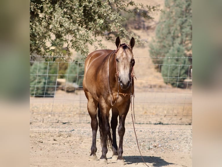 American Quarter Horse Wallach 8 Jahre Buckskin in Tres Pinos