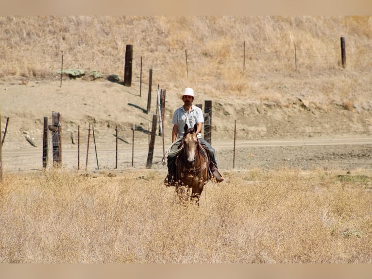 American Quarter Horse Wallach 8 Jahre Buckskin in Tres Pinos
