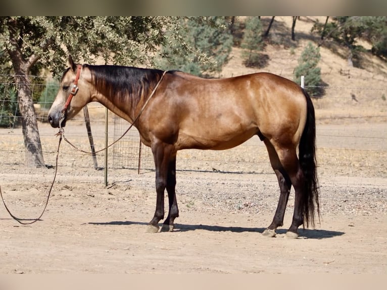 American Quarter Horse Wallach 8 Jahre Buckskin in Tres Pinos