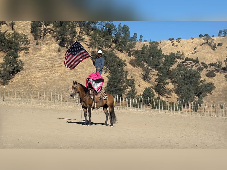 American Quarter Horse Wallach 8 Jahre Buckskin in Tres Pinos
