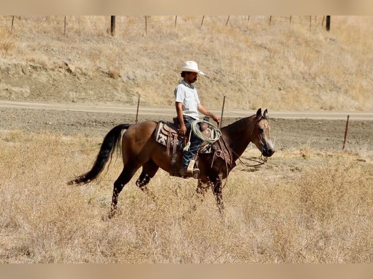 American Quarter Horse Wallach 8 Jahre Buckskin in Tres Pinos