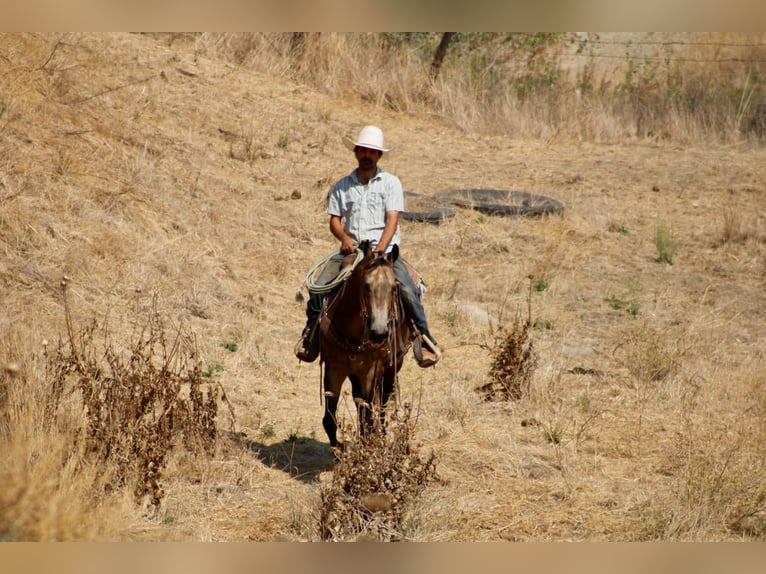 American Quarter Horse Wallach 8 Jahre Buckskin in Tres Pinos