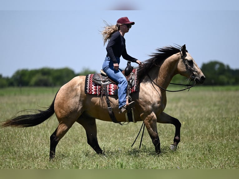American Quarter Horse Wallach 8 Jahre Buckskin in Dublin