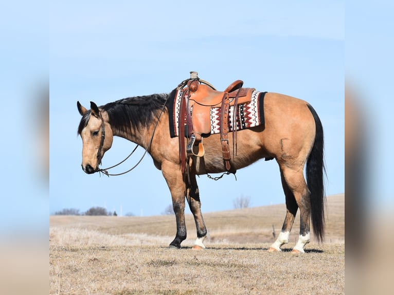 American Quarter Horse Wallach 8 Jahre Buckskin in Joice