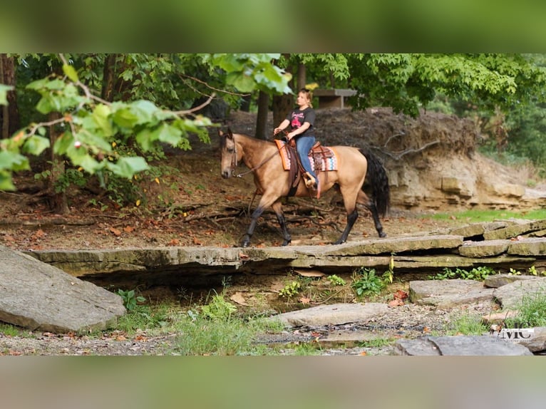 American Quarter Horse Wallach 8 Jahre Buckskin in North Bloomfield