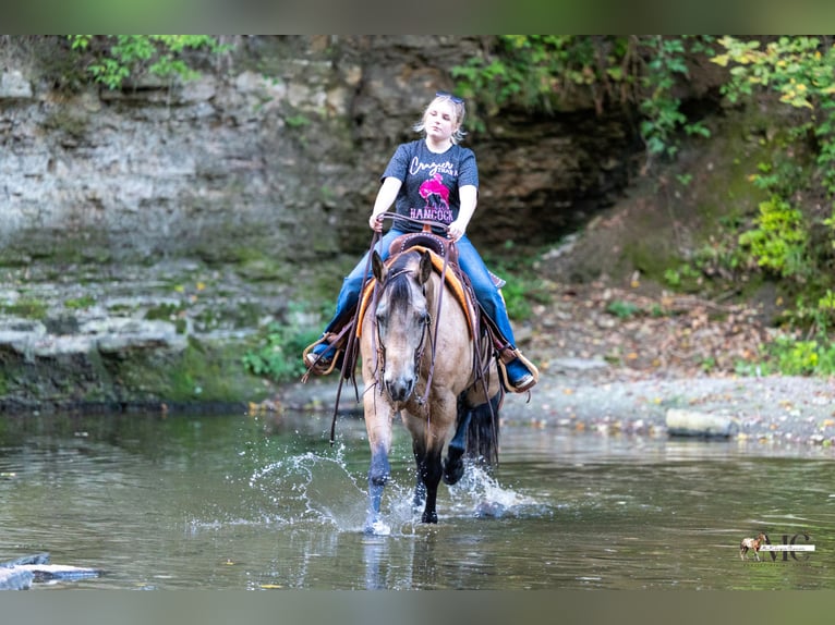 American Quarter Horse Wallach 8 Jahre Buckskin in North Bloomfield