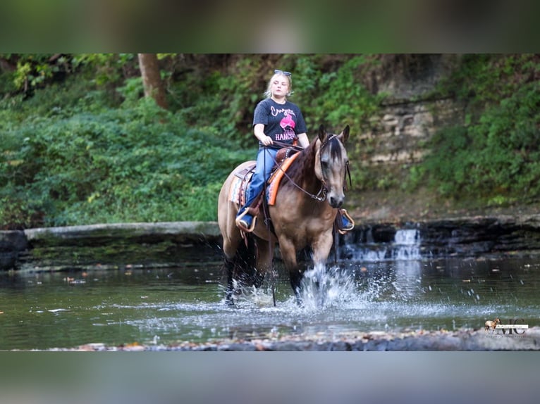 American Quarter Horse Wallach 8 Jahre Buckskin in North Bloomfield