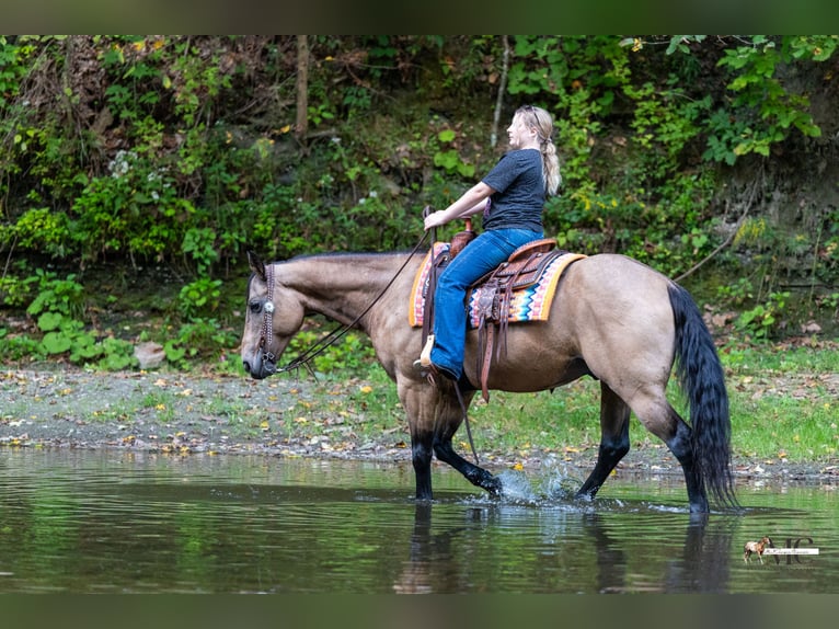 American Quarter Horse Wallach 8 Jahre Buckskin in North Bloomfield