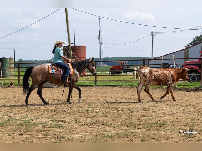 American Quarter Horse Wallach 8 Jahre Buckskin in North Bloomfield