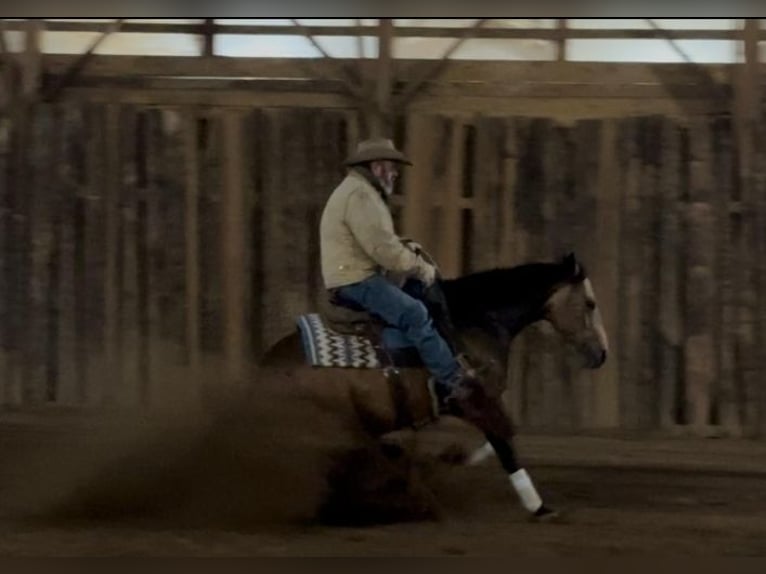 American Quarter Horse Wallach 8 Jahre Buckskin in Robards