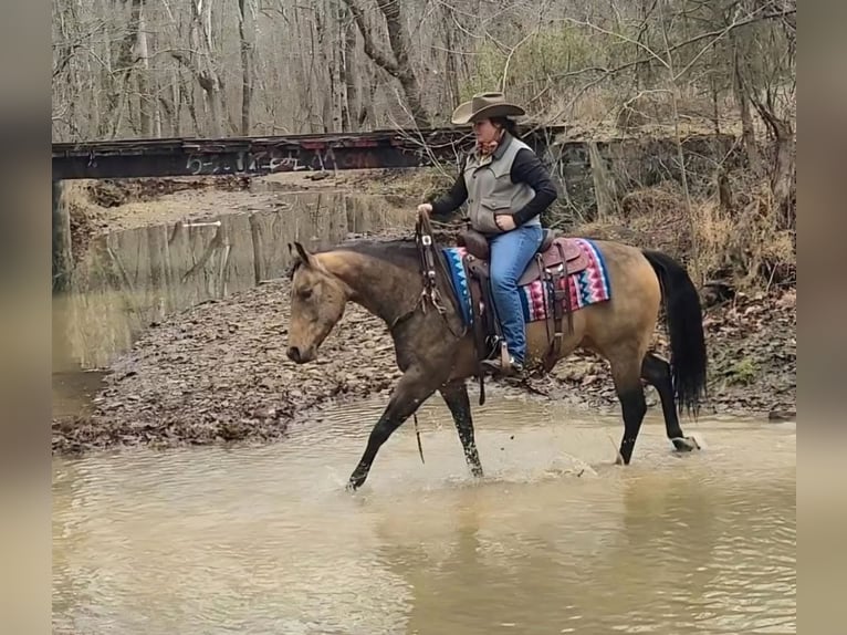 American Quarter Horse Wallach 8 Jahre Buckskin in Robards
