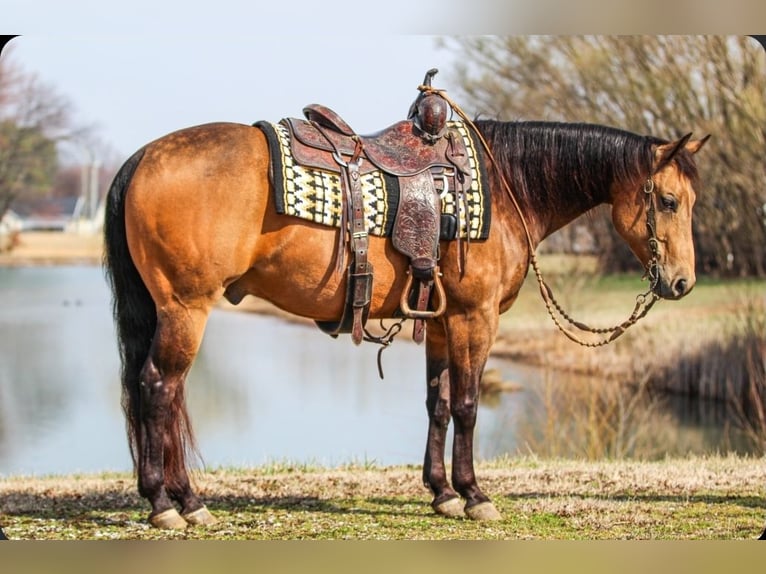 American Quarter Horse Wallach 8 Jahre Buckskin in Robards