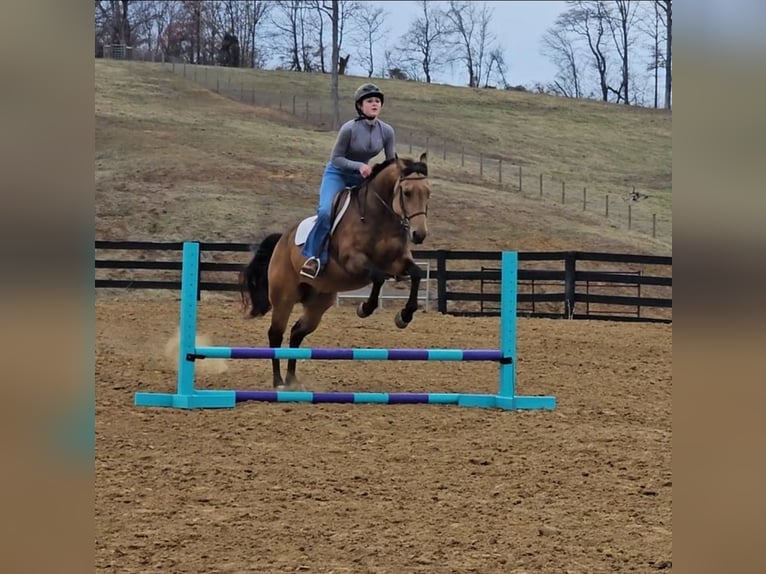American Quarter Horse Wallach 8 Jahre Buckskin in Robards