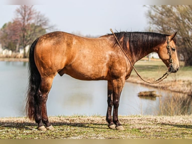 American Quarter Horse Wallach 8 Jahre Buckskin in Robards