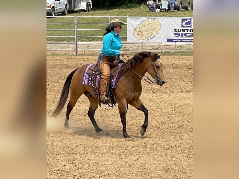 American Quarter Horse Wallach 8 Jahre Buckskin in Robards