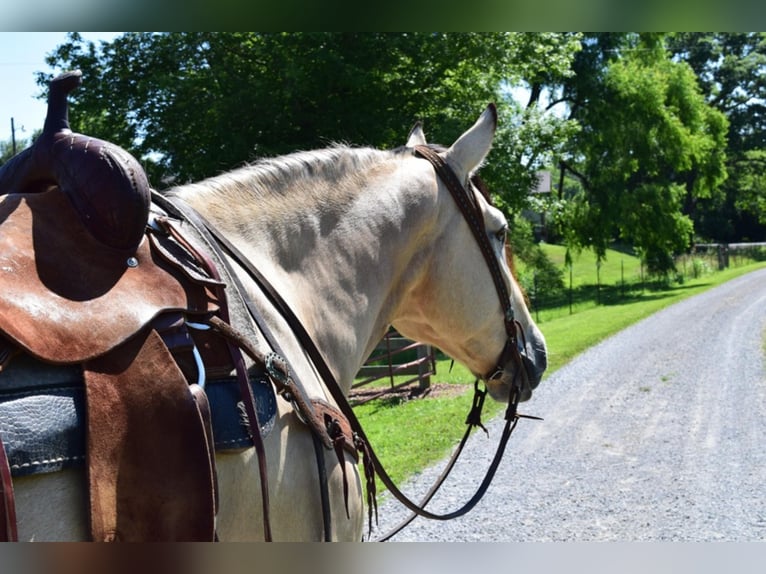 American Quarter Horse Wallach 8 Jahre Buckskin in GreenVille KY