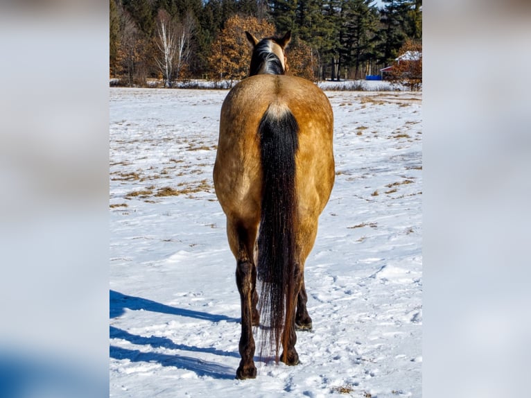 American Quarter Horse Wallach 8 Jahre Buckskin in Navarino WI