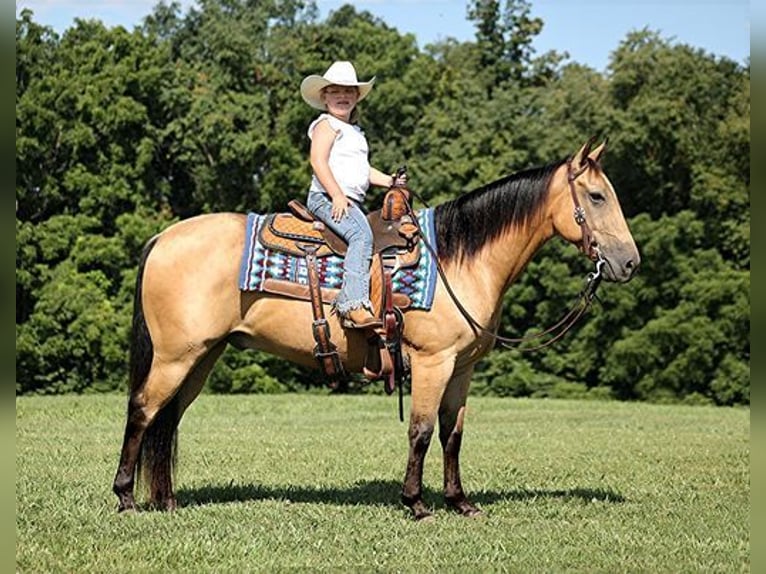 American Quarter Horse Wallach 8 Jahre Buckskin in Mount Vernon, KY