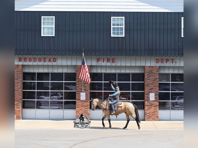 American Quarter Horse Wallach 8 Jahre Buckskin in Mount Vernon