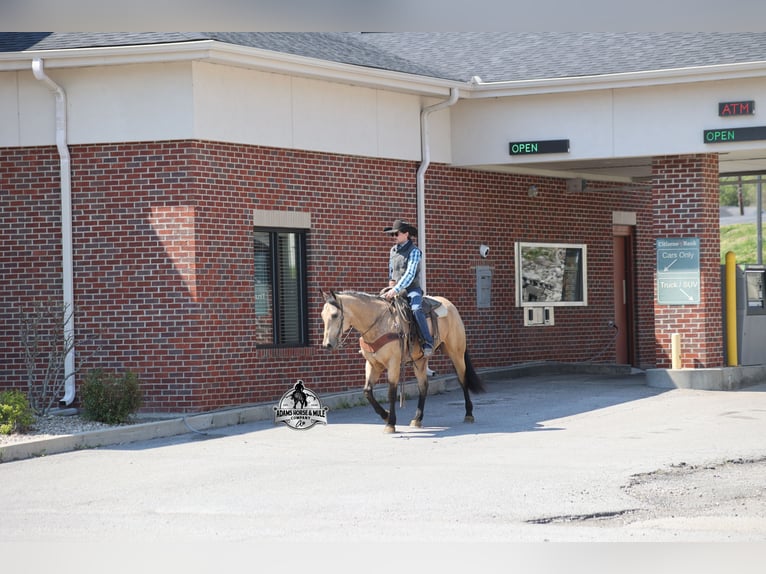 American Quarter Horse Wallach 8 Jahre Buckskin in Mount Vernon