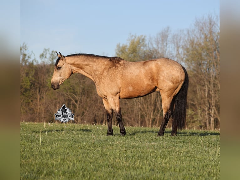 American Quarter Horse Wallach 8 Jahre Buckskin in Mount Vernon