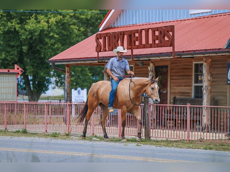 American Quarter Horse Wallach 8 Jahre Buckskin in Lyles