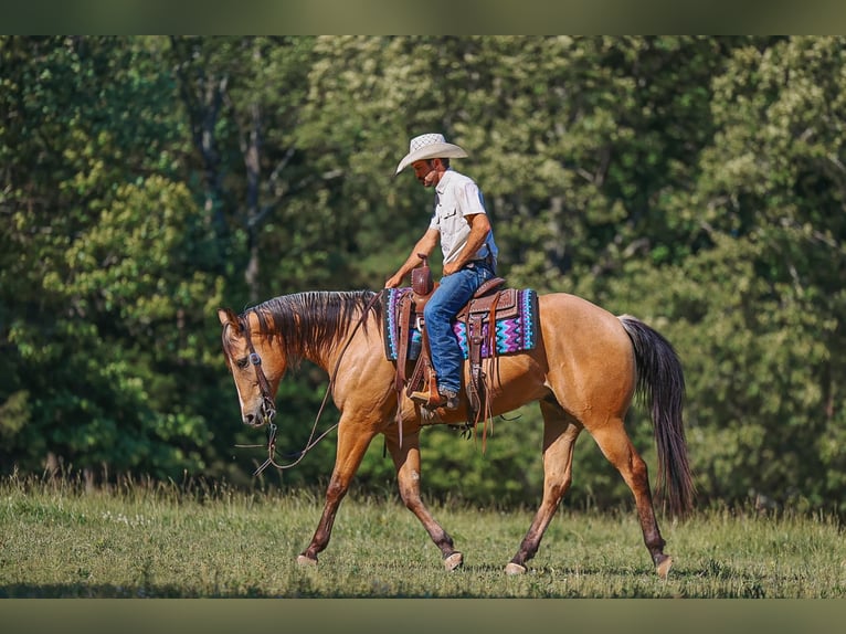 American Quarter Horse Wallach 8 Jahre Buckskin in Lyles