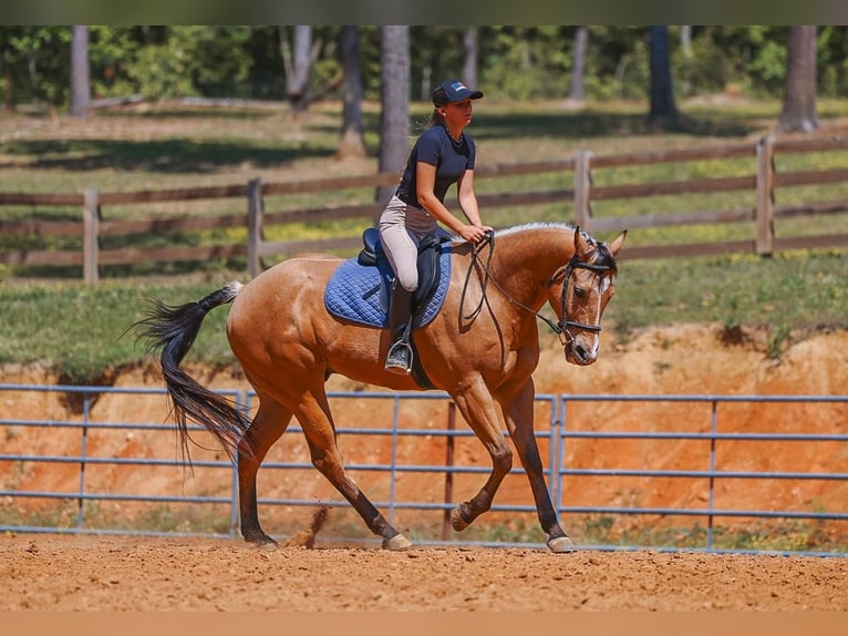 American Quarter Horse Wallach 8 Jahre Buckskin in Lyles
