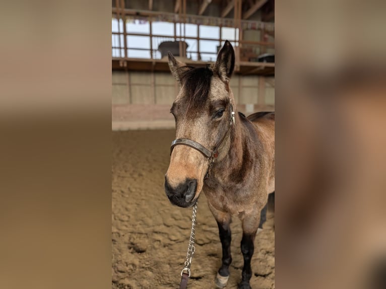 American Quarter Horse Wallach 8 Jahre Buckskin in Alterswil FR