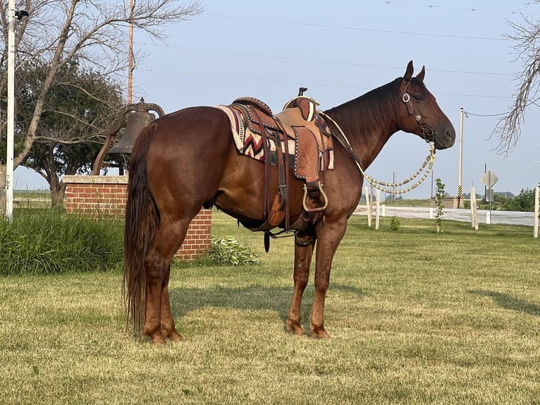 American Quarter Horse Wallach 8 Jahre Dunkelfuchs in Zearing, IA