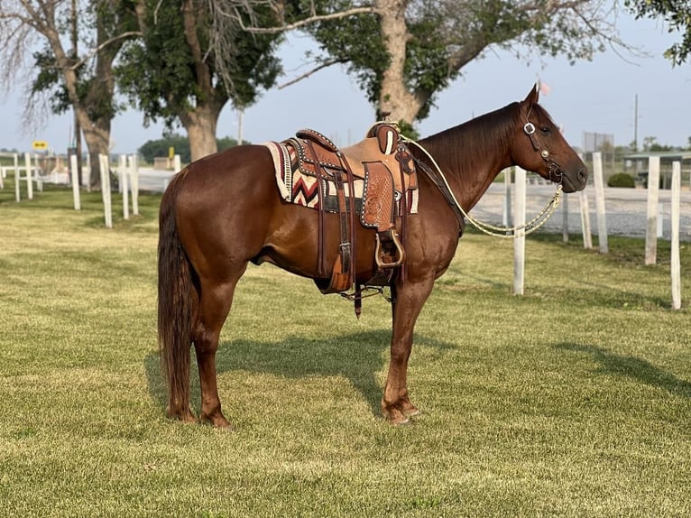 American Quarter Horse Wallach 8 Jahre Dunkelfuchs in Zearing, IA