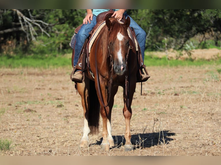 American Quarter Horse Wallach 8 Jahre Dunkelfuchs in Graham TX
