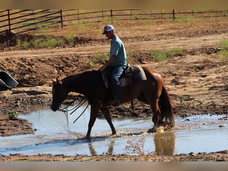 American Quarter Horse Wallach 8 Jahre Dunkelfuchs in Graham TX